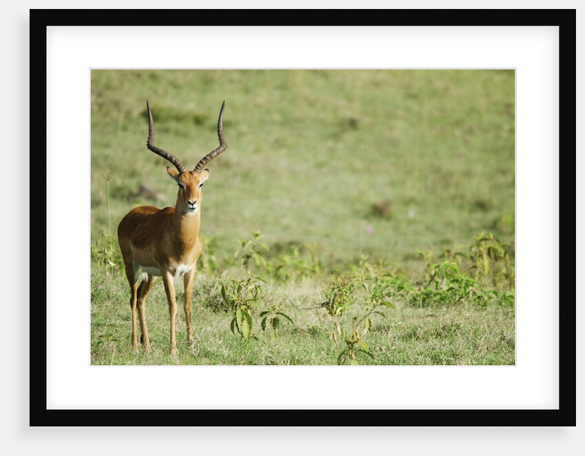 Kenya, Lake Nakuru National Park, Male Impala (Aepyceros melampus) by Anonymous