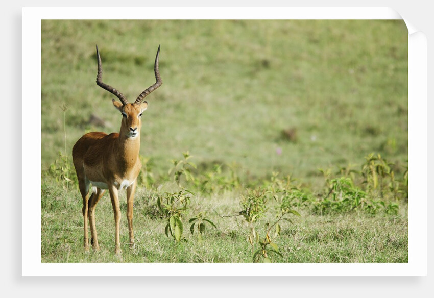 Kenya, Lake Nakuru National Park, Male Impala (Aepyceros melampus) by Anonymous