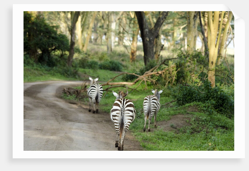 Kenya, Lake Nakuru National Park, rear view on 3 zebras at sunset by Anonymous