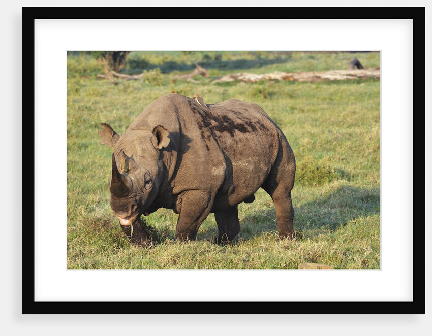 Kenya, Lake Nakuru National Park, White Rhinoceros or Square-lipped Rhinoceros (Ceratotherium simum) by Anonymous