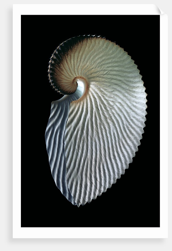 Argonauta argo by Anonymous