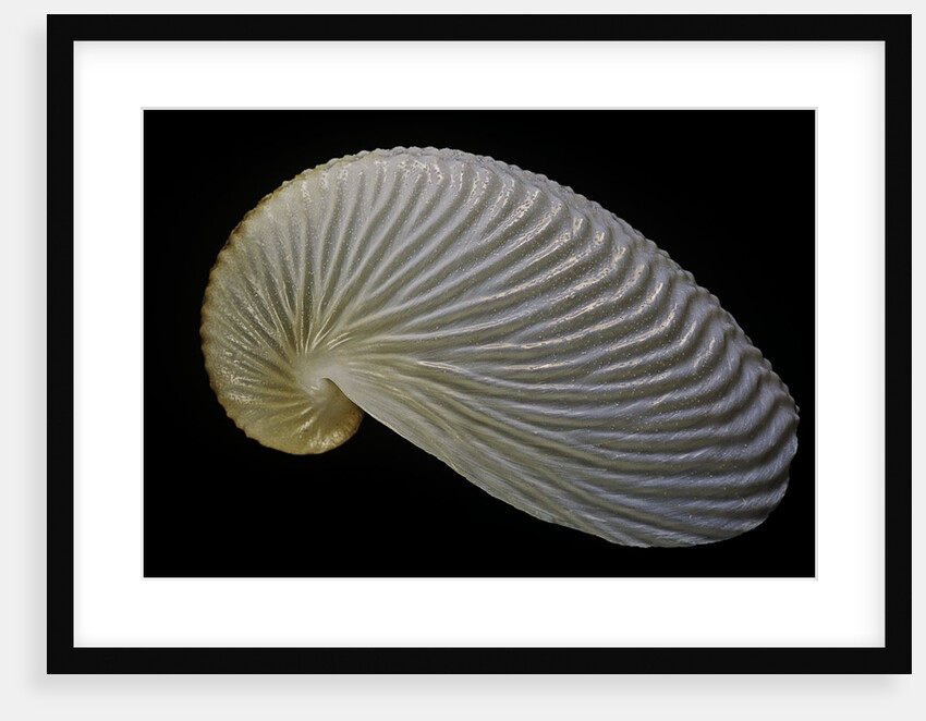 Argonauta nouryi by Anonymous