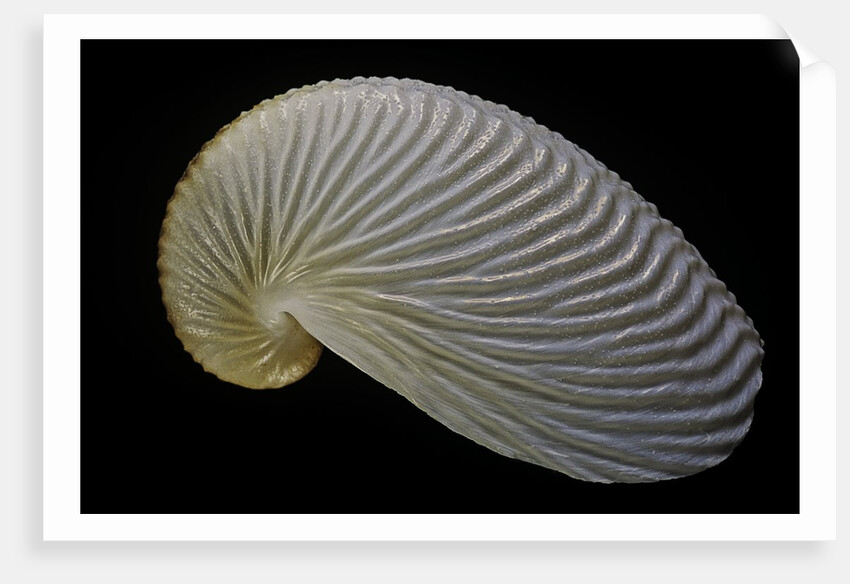 Argonauta nouryi by Anonymous