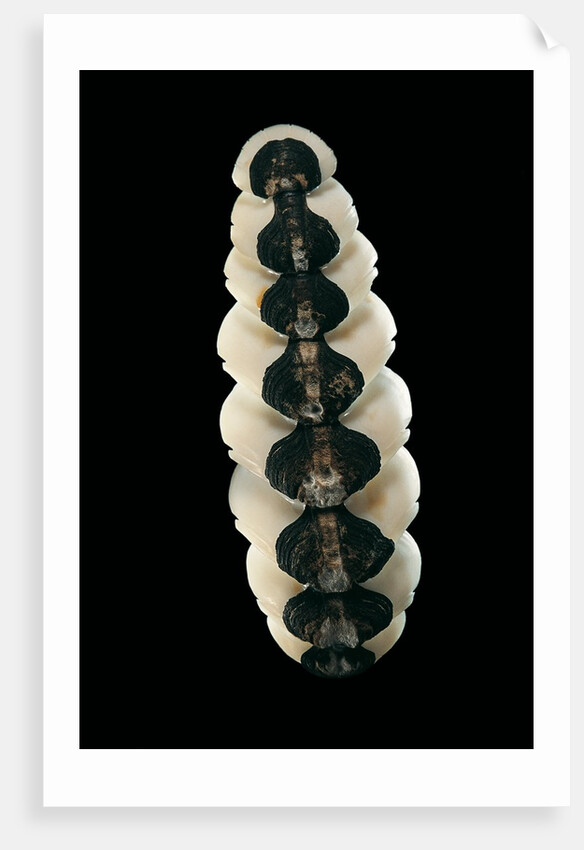 Chiton goodalli by Anonymous