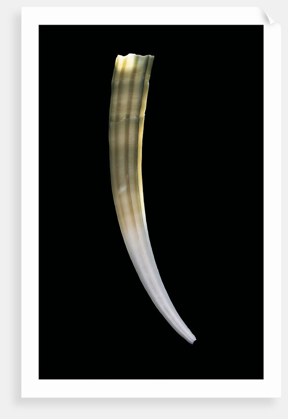 Dentalium elephantinum by Anonymous