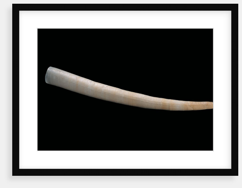 Dentalium vernedei by Anonymous