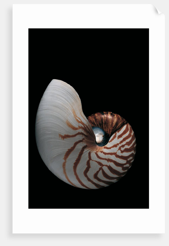 Nautilus pompilius by Anonymous