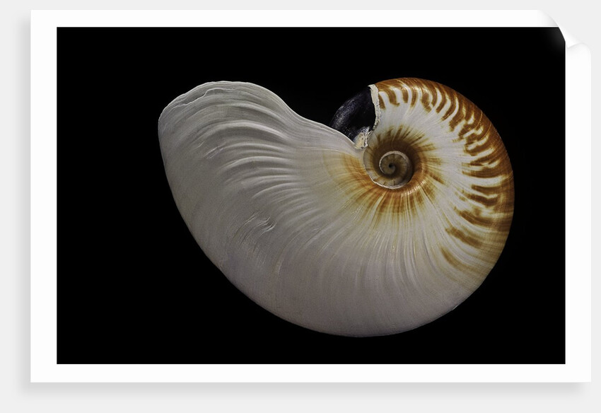 Nautilus scrobiculatus by Anonymous