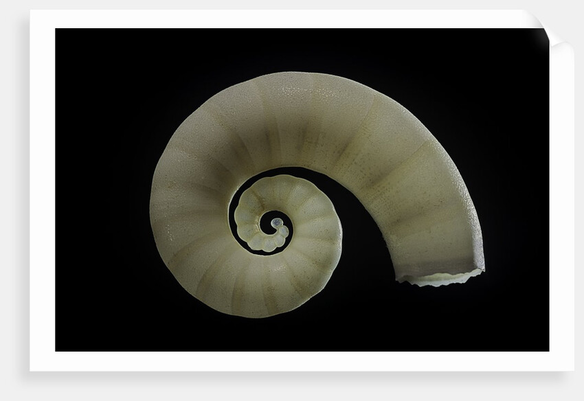 Spirula spirula by Anonymous