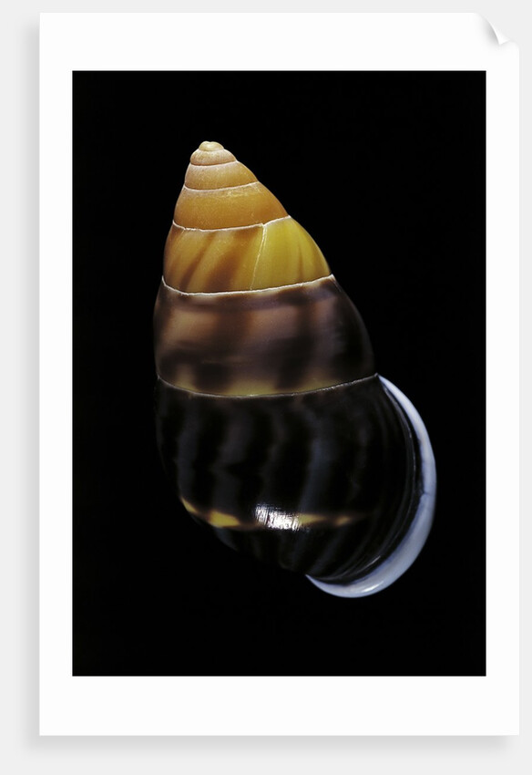 Amphidromus perversus by Anonymous