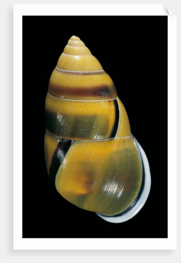 Amphidromus perversus by Anonymous