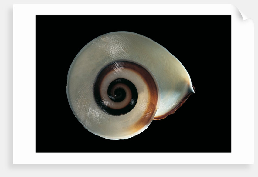 Chloraea sirena by Anonymous