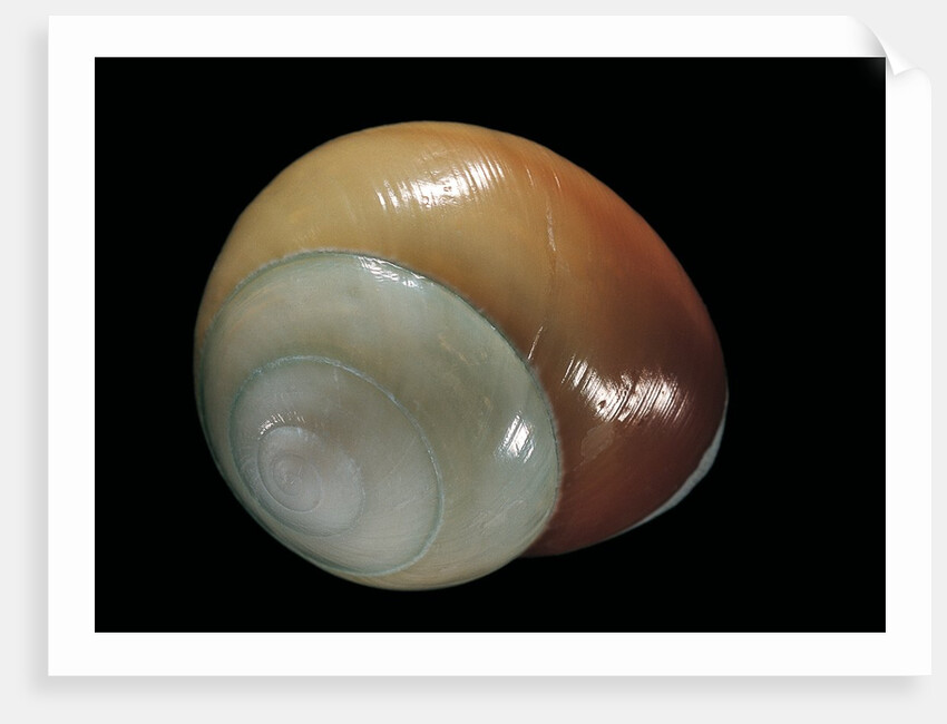 Elaphroconcha conchlostyloides by Anonymous