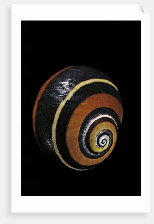 Polymita picta nigrolimbata by Anonymous
