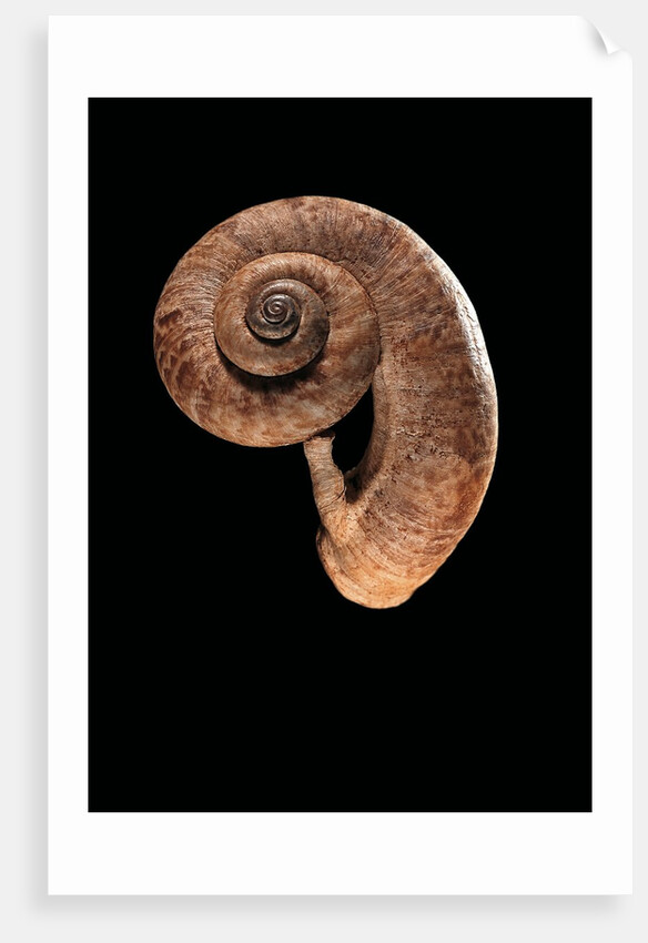 Rhiostoma housei by Anonymous