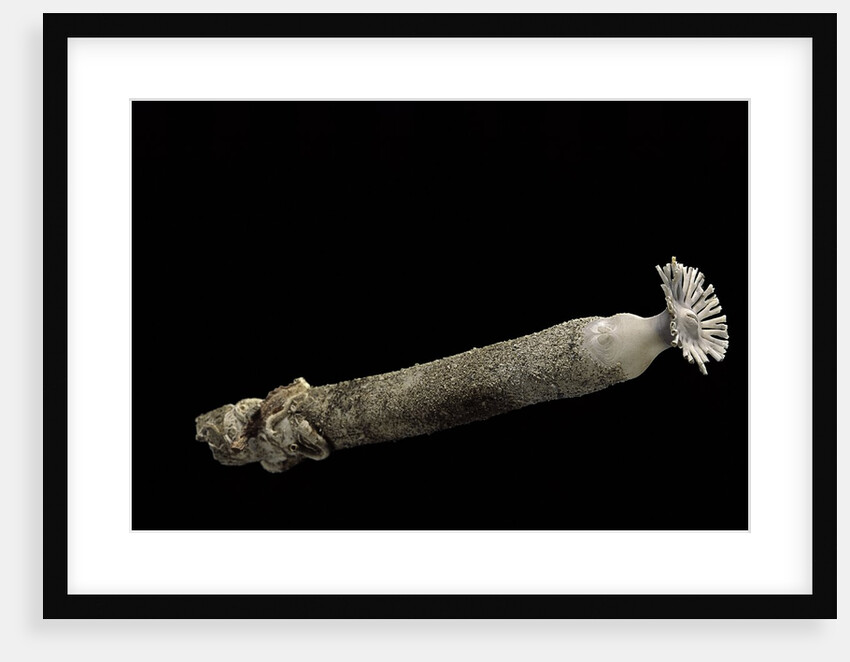 Brechites penis by Anonymous