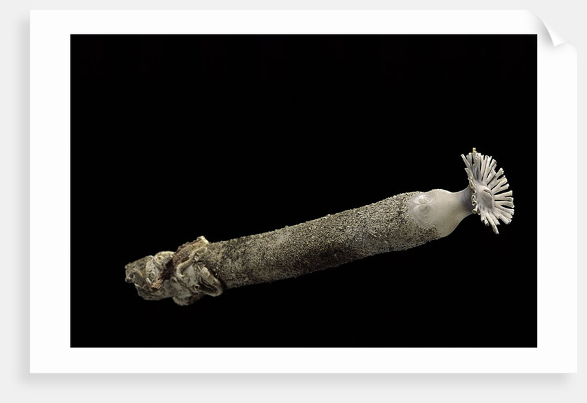 Brechites penis by Anonymous