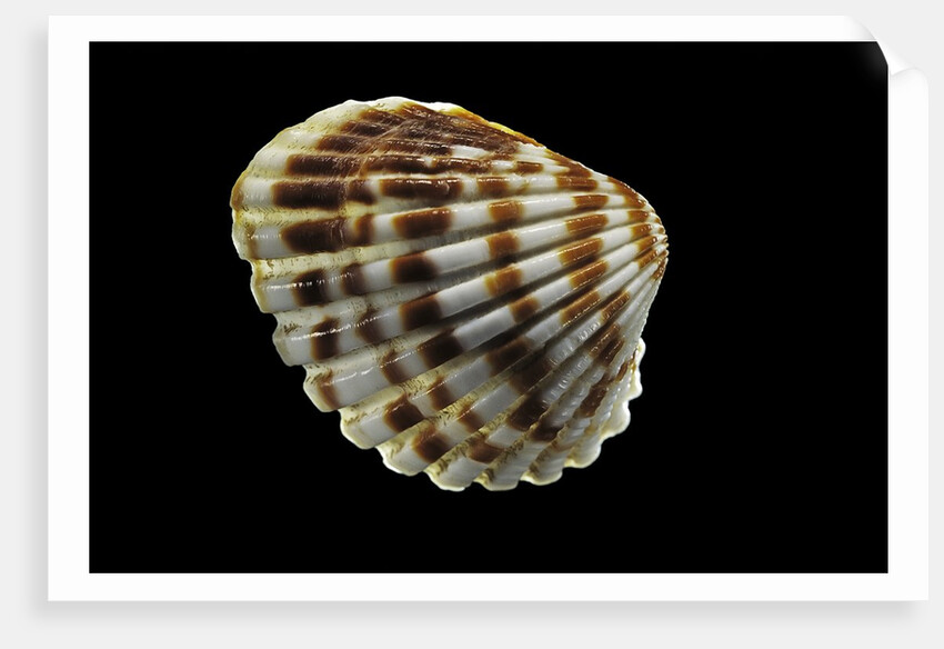 Cardita bicolor by Anonymous