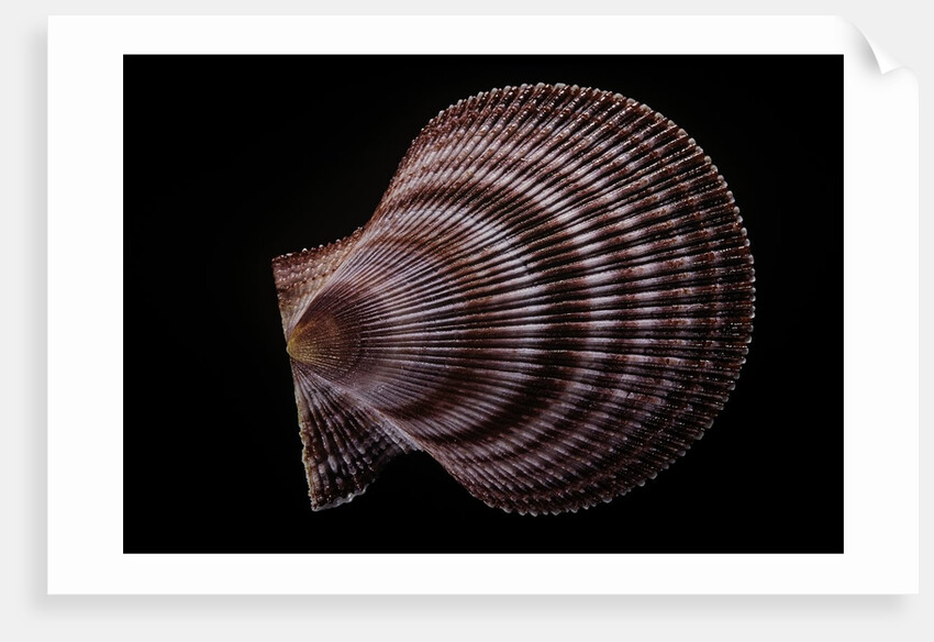 Chlamys islandicus by Anonymous