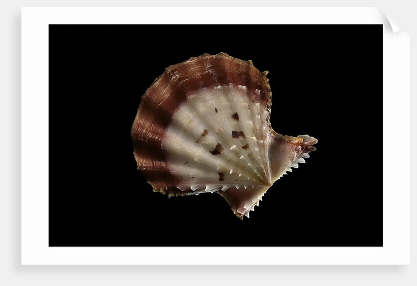 Chlamys rastellum by Anonymous
