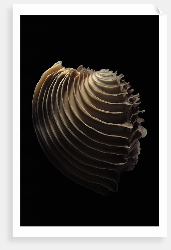 Circomphalus foliaceolamellosa by Anonymous