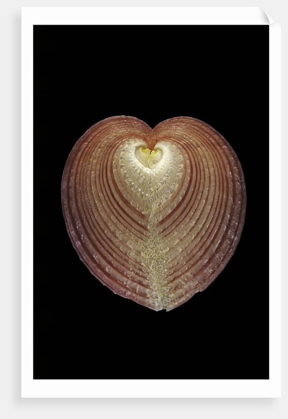 Corculum cardissa by Anonymous