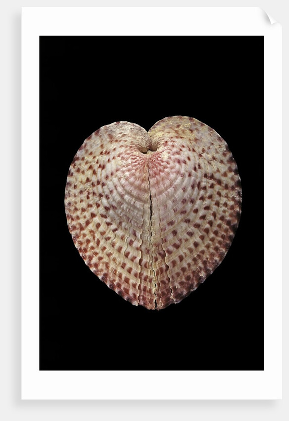 Corculum laevigatum by Anonymous