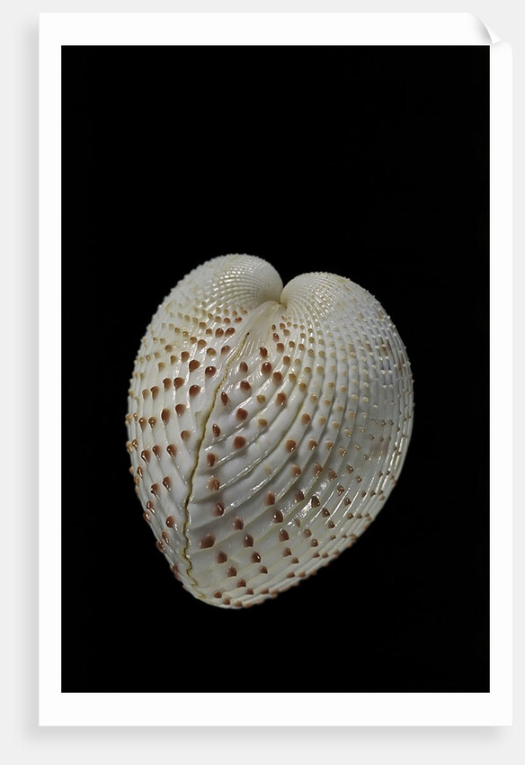 Fragum unedo by Anonymous