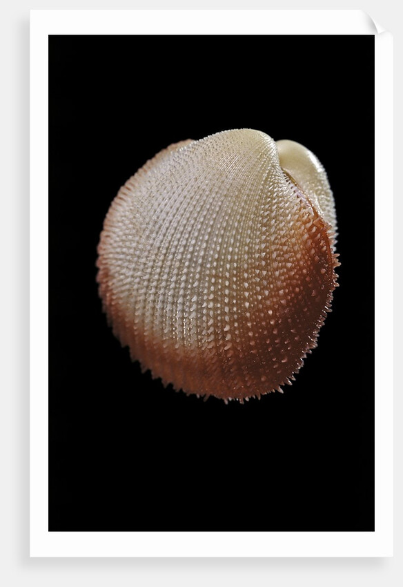 Frigidocardium exasperatum by Anonymous