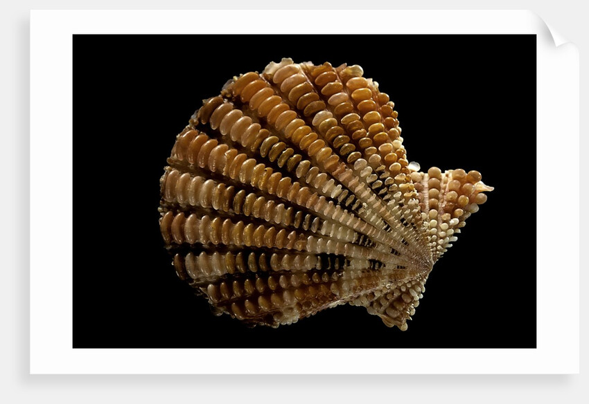 Gloripallium speciosum by Anonymous