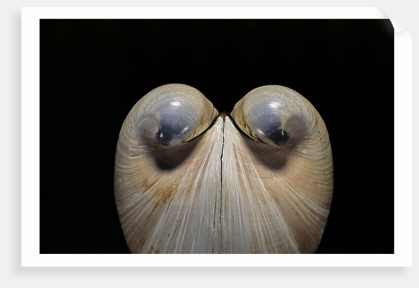 Glossus humanus by Anonymous