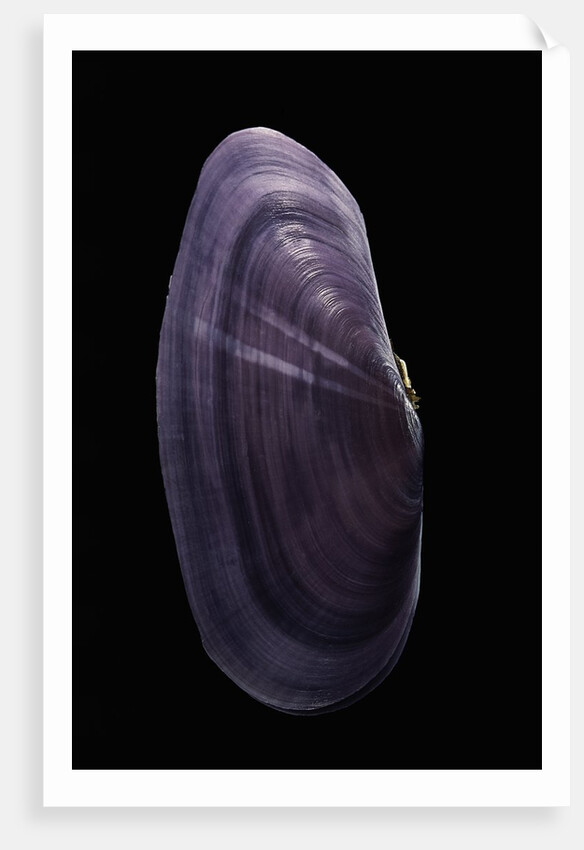 Hiatula diphos by Anonymous