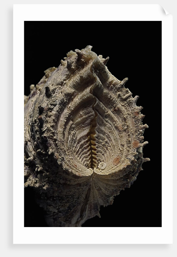 Hippopus hippopus by Anonymous