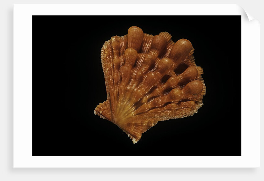 Lyropecten nodosus by Anonymous
