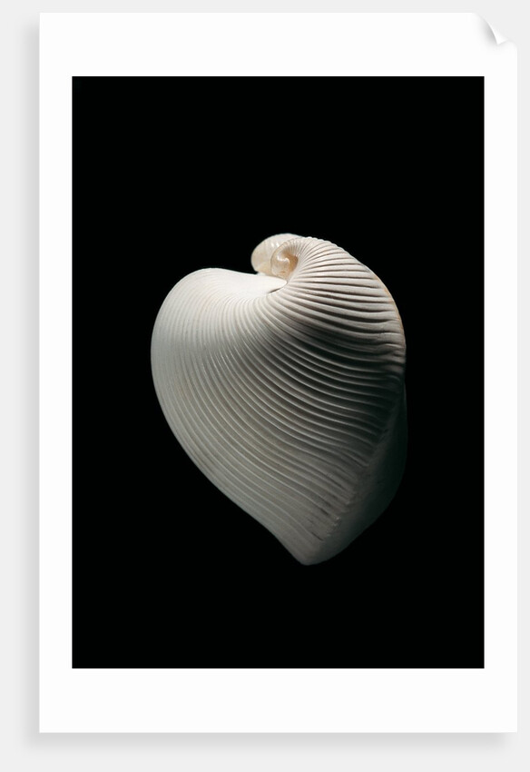 Meiocardia moltkiana by Anonymous
