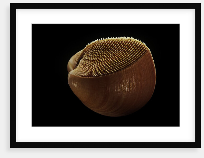 Nemocardium bechei by Anonymous