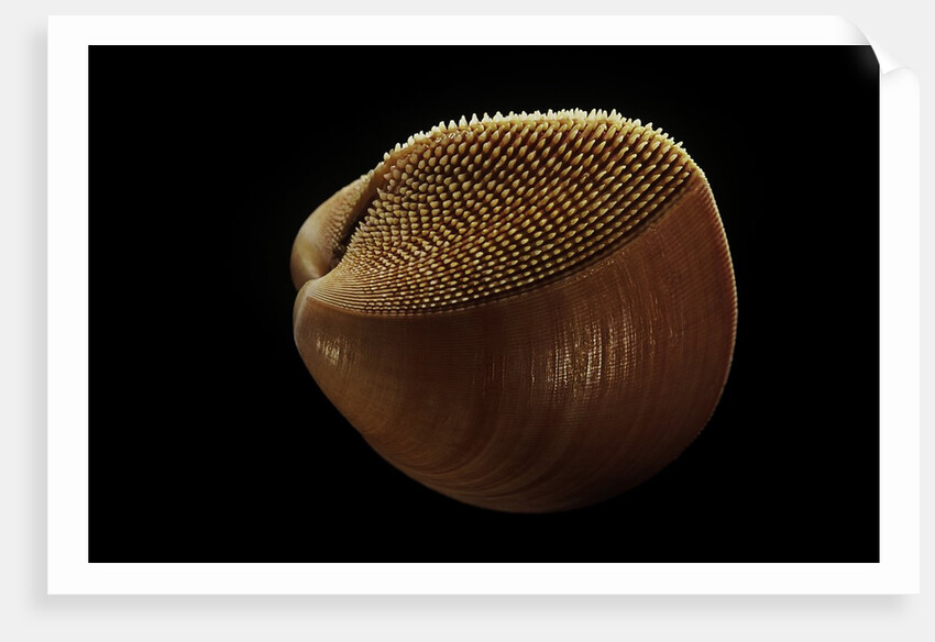 Nemocardium bechei by Anonymous