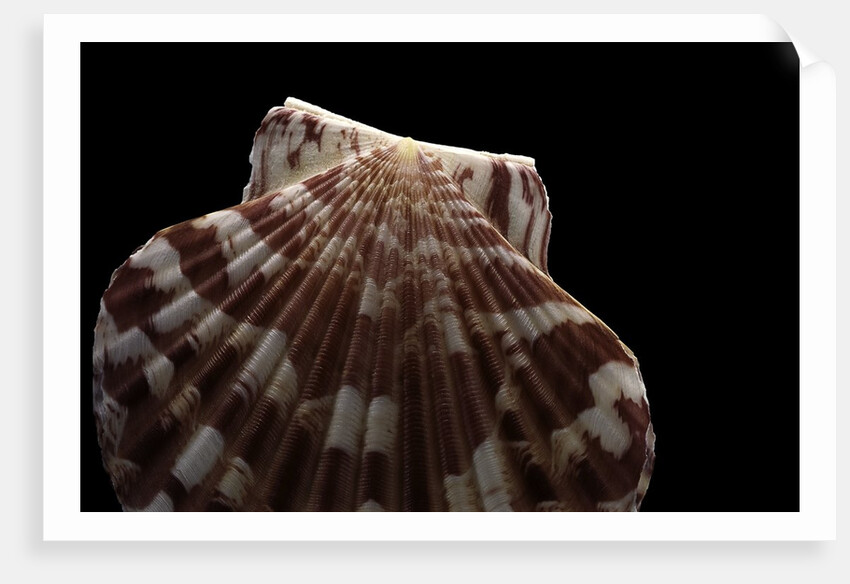 Pecten albicans by Anonymous