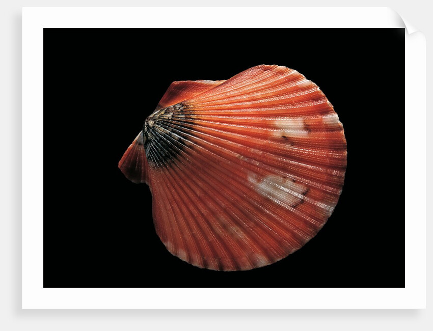 Pecten flabellum by Anonymous