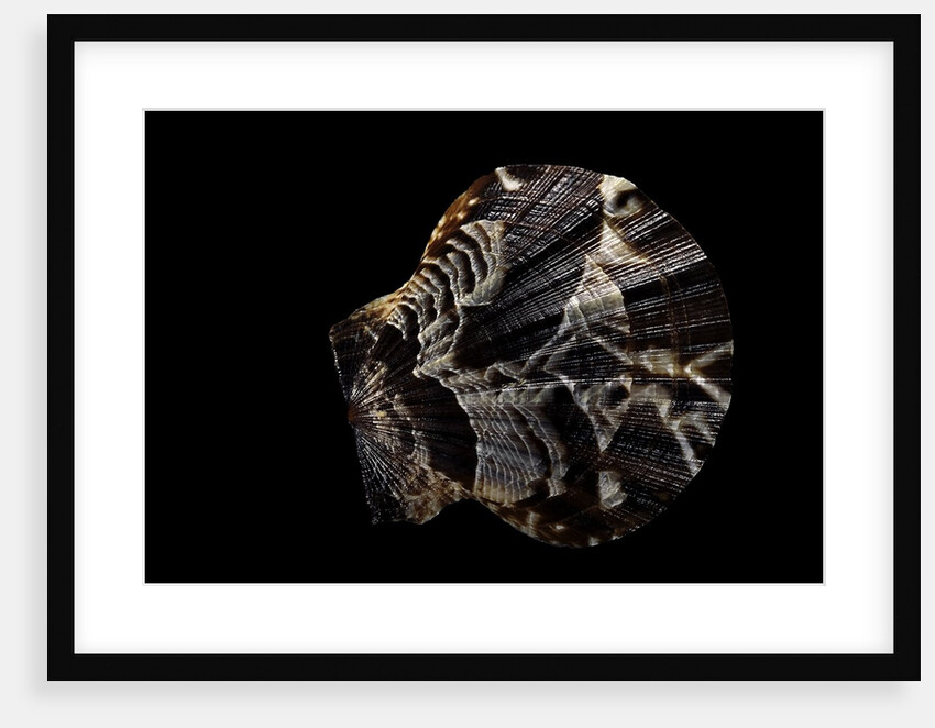 Pecten glaber by Anonymous