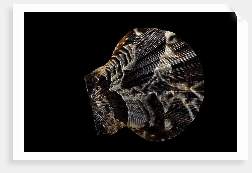 Pecten glaber by Anonymous