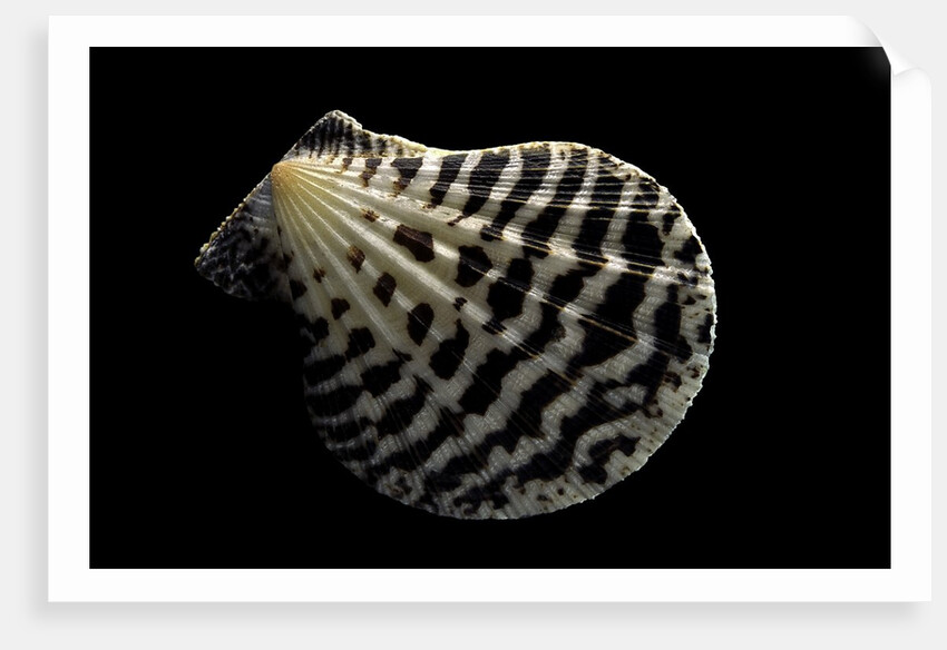 Pecten lignarius by Anonymous