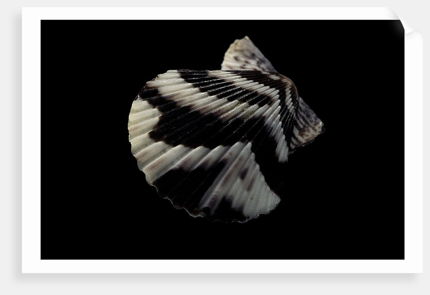 Pecten tranquebaricus by Anonymous