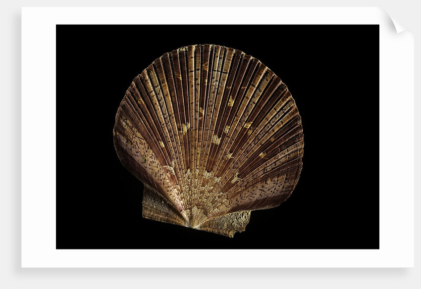 Pecten ziczac by Anonymous