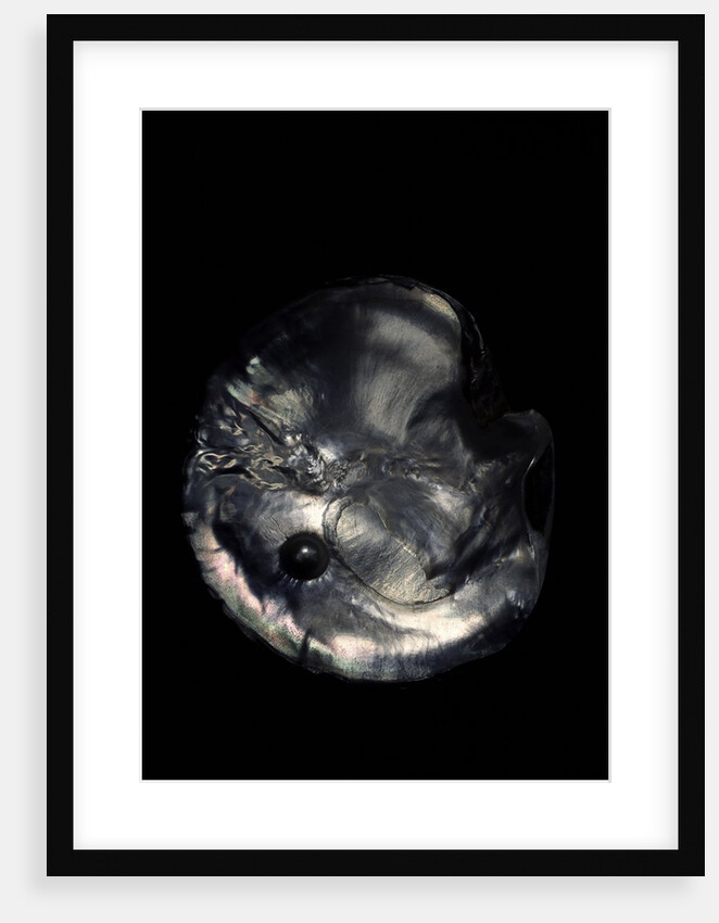 Pinctada margaritifera (pearl oyster) - with pearl by Anonymous
