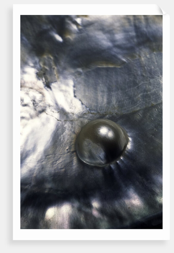 Pinctada margaritifera (pearl oyster) - with pearl by Anonymous