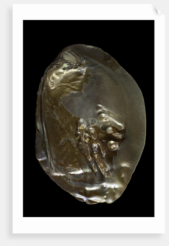 Pinctada sp. (pearl oyster) by Anonymous