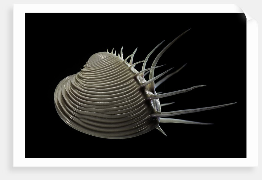 Pitar lupanaria by Anonymous