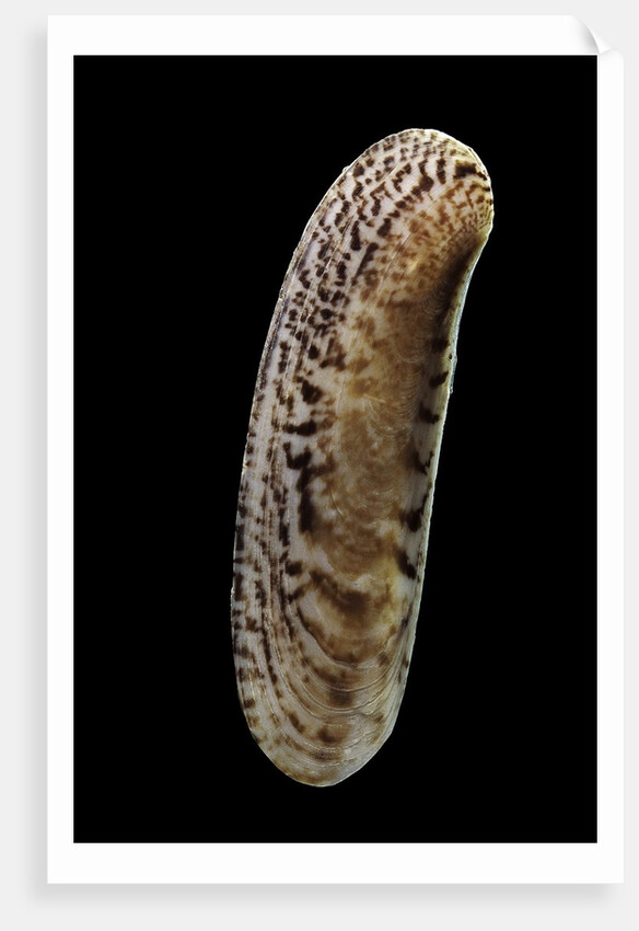 Siliqua winteriana by Anonymous