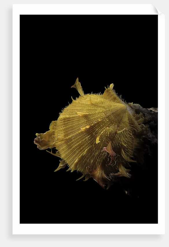 Spondylus imbutus by Anonymous